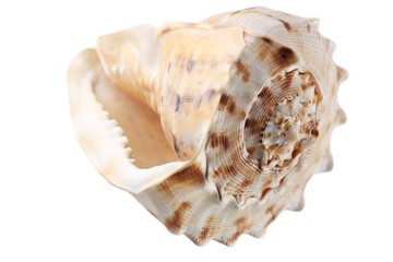 conch shell