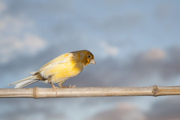 canary