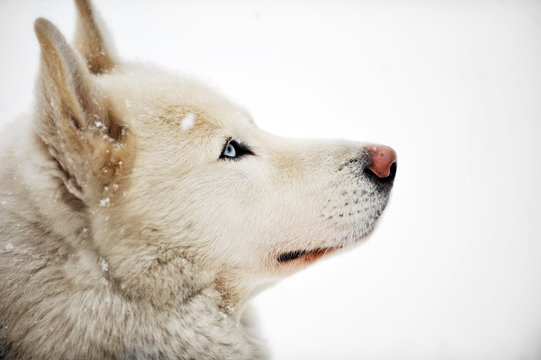 White huskey close up winter photo