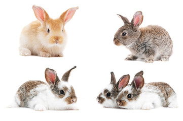 Fototapeta premium set of baby bunny rabbits