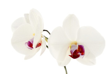 Fototapeta na wymiar Orchid. Samodzielnie na białym tle.