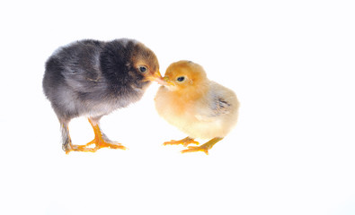 Pollitos sobre fondo blanco