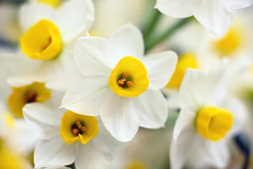 Deurstickers Narcis narcissus flowers