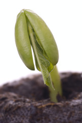 Bean Seedling Macro