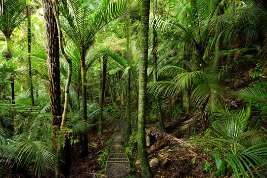 Fototapeta Tropical forest