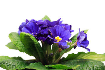 Naklejka premium Violet On White