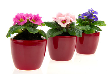 Pots with colorful Primroses