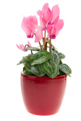 Pink Cyclamen in flower pot