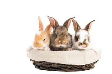 three banny rabbit in basket isolated