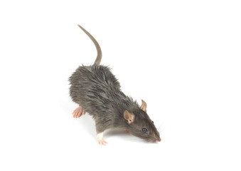 rat