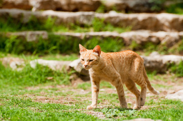 Naklejka na ściany i meble Red Greek cat in Byzantine town Mystras