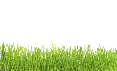 Obraz premium lawn