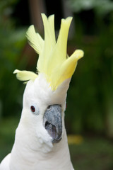 white tropical parrot