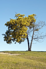 Wattle tree dying