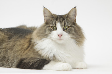 intensité du regard pour le chat norvégien