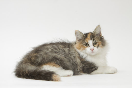chaton des for&ecirc;ts norv&eacute;giennes blotti
