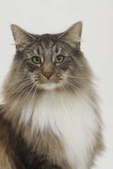 portrait du skogkatt