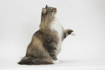 chat de profil levant la patte pour dire bonjour © CALLALLOO CANDCY