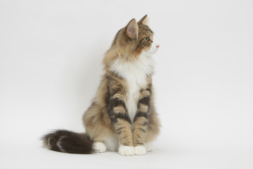 chat assis tête tournée