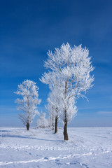 Frozen trees on winter field