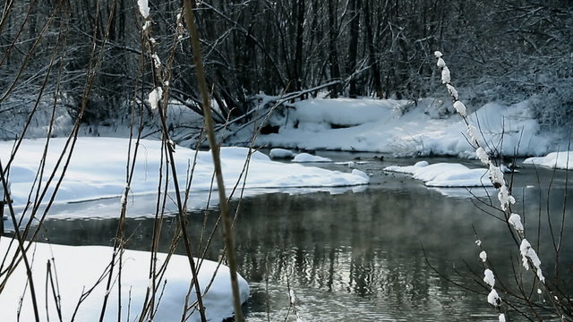 forest and stream
