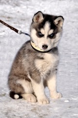 Naklejka premium petit husky