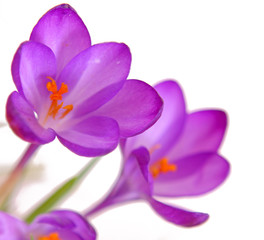 Obraz premium crocus