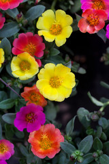 Portulaca Flowers