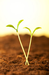 Green seedling illustrating concept of new life