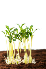 Green seedling illustrating concept of new life