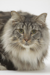 portrait du chat norv&eacute;gien