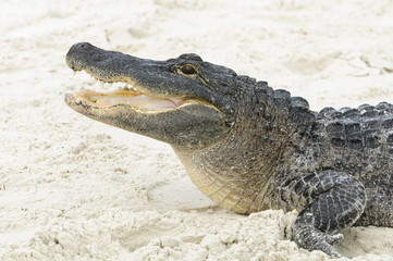 Alligator