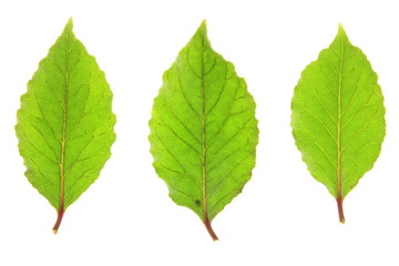 Drei Lorbeerblätter, freigestellt