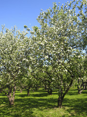 Fototapeta na wymiar Spring landscape - apple garden in blossom