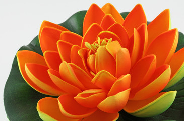 fleur orange de nénuphar