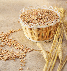 wheat seeds on rough material