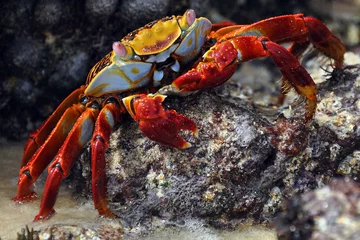 Foto op Canvas red cliff crab, Galapagos © Harald Töpfer