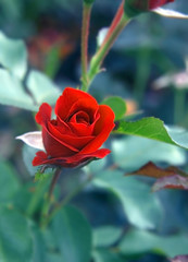 red rose