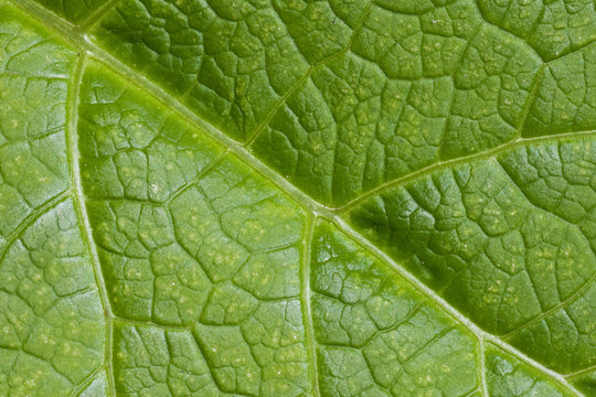 Texture Of Green Sheet Inula