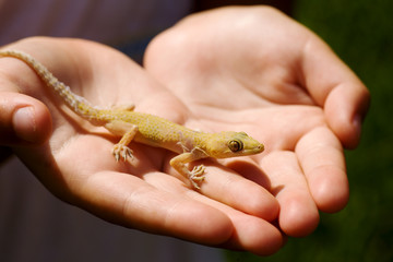 Obraz premium Child holding lizard