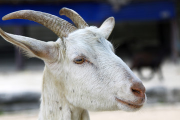 A goat close-up