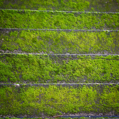 moss on stairs