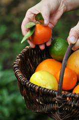 La mandirine du panier