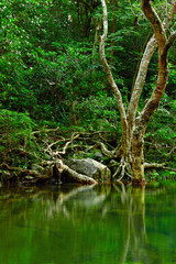 Obraz na płótnie Canvas water in forest