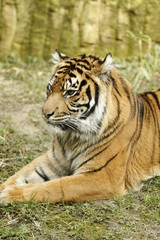 Bengalischer Tiger in Nahaufnahme