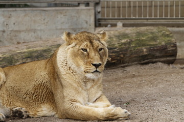 Löwe in Nahaufnahme