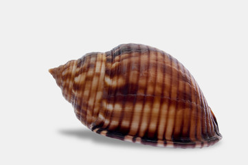 phalium granulotum