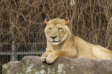 Löwe in Nahaufnahme