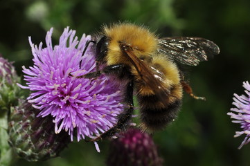 Side view of a bee in action