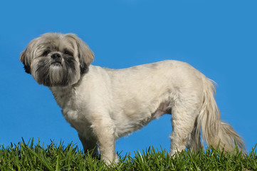 Lhasa apso